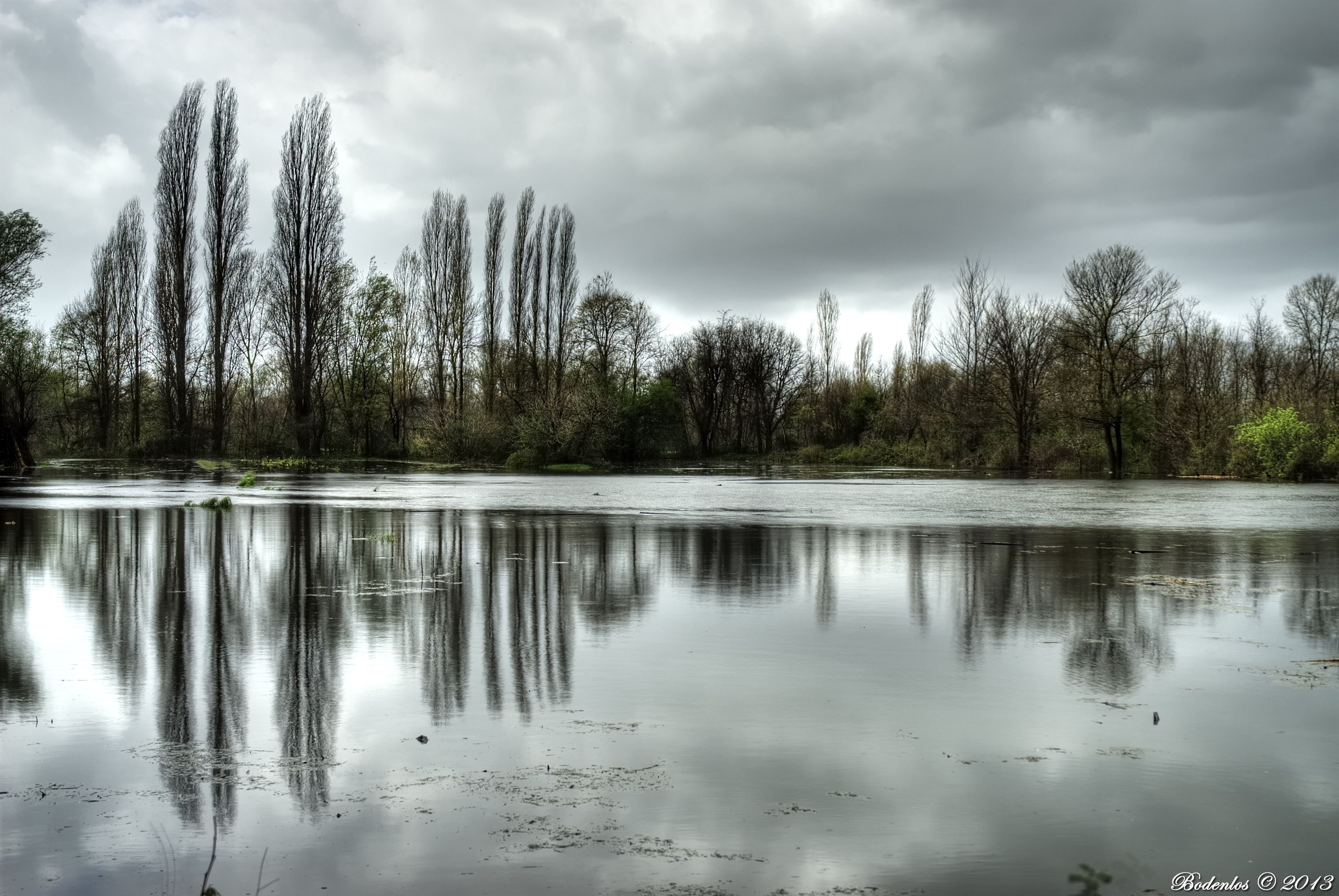 Flooded Forest I