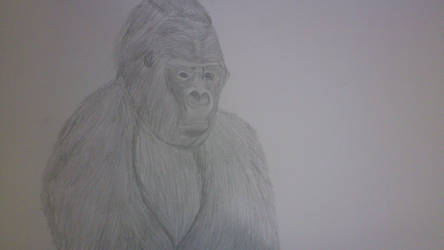 Pencil Gorilla