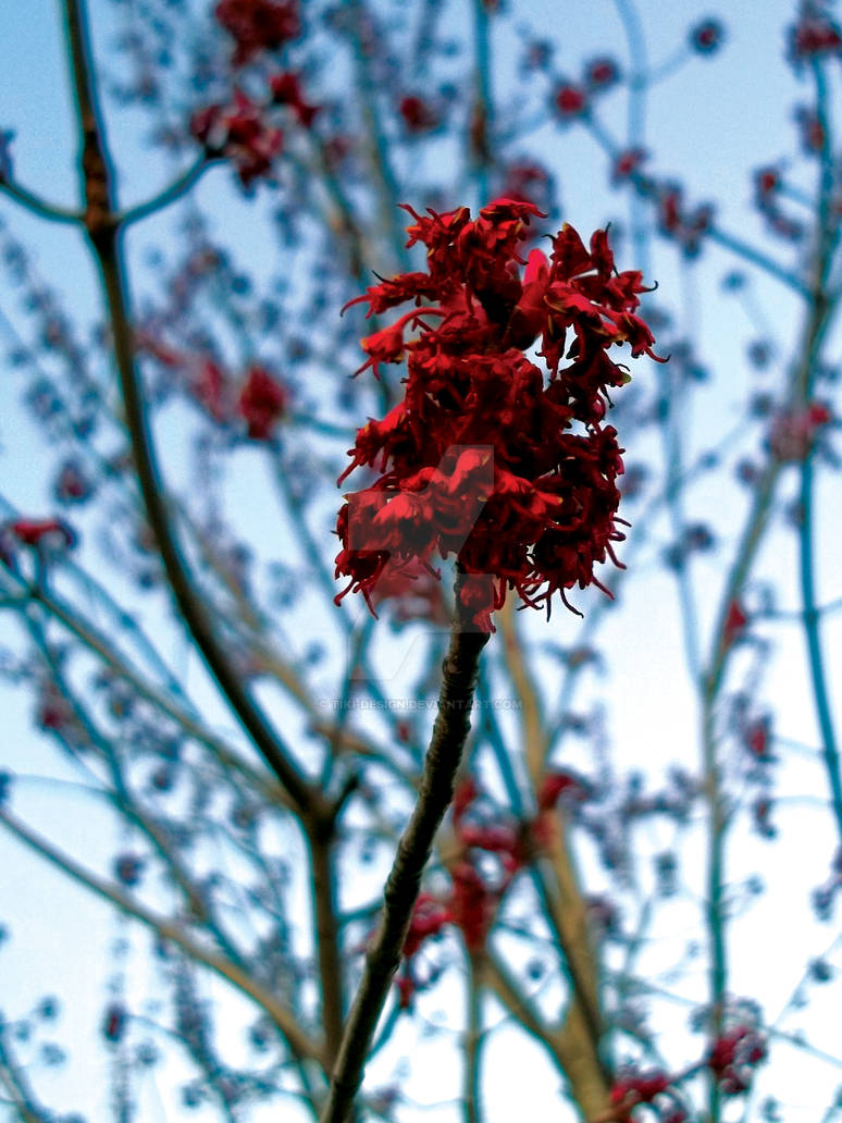 Redbuds Against A Fading Sun