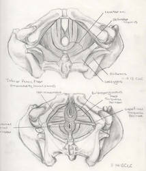 Pelvic floor