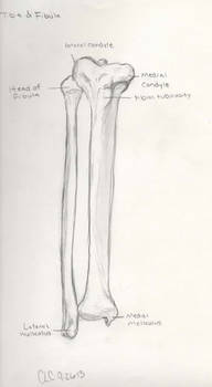 Tibia and fibula