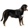 Greater Swiss Mountain Dog