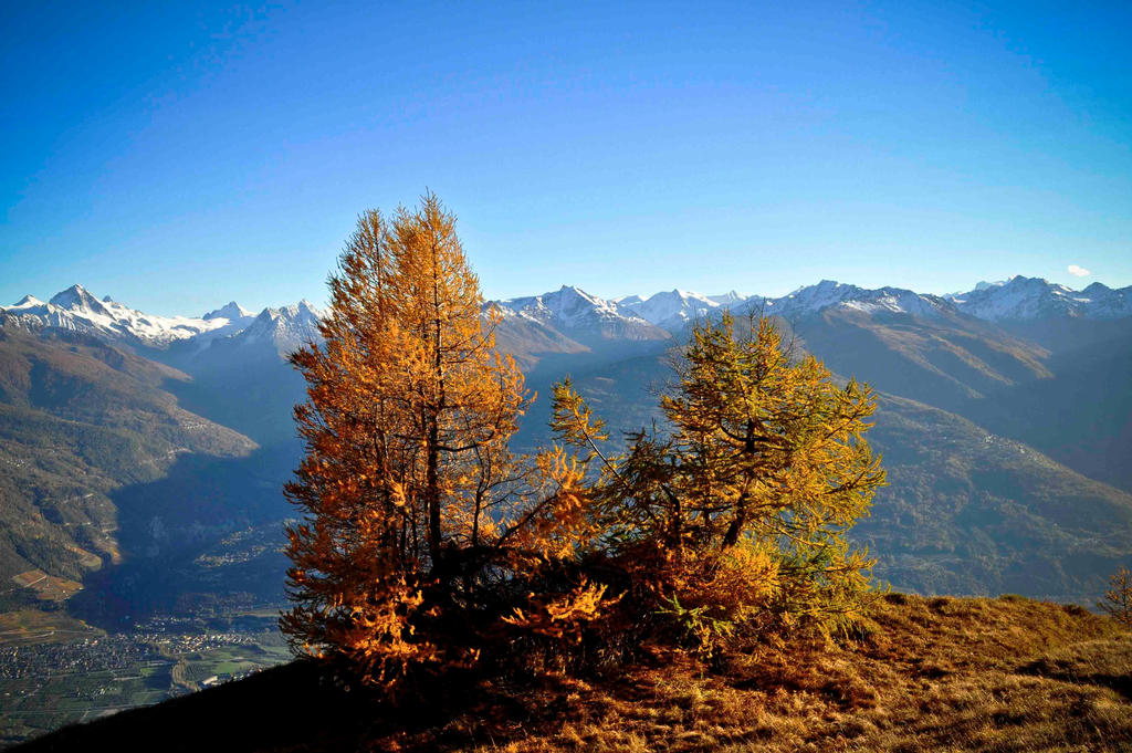 Alpine Treee Alpine trees by Jurob on DeviantArt