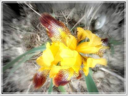 yellow IrIs