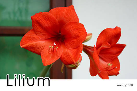 Lilium