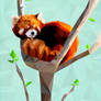 Red Panda