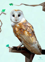 Barn Owl