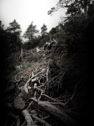 Dead Trees