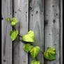 The Beanstalk
