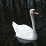 Swan