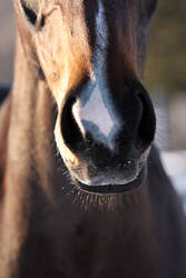 Winter Whiskers