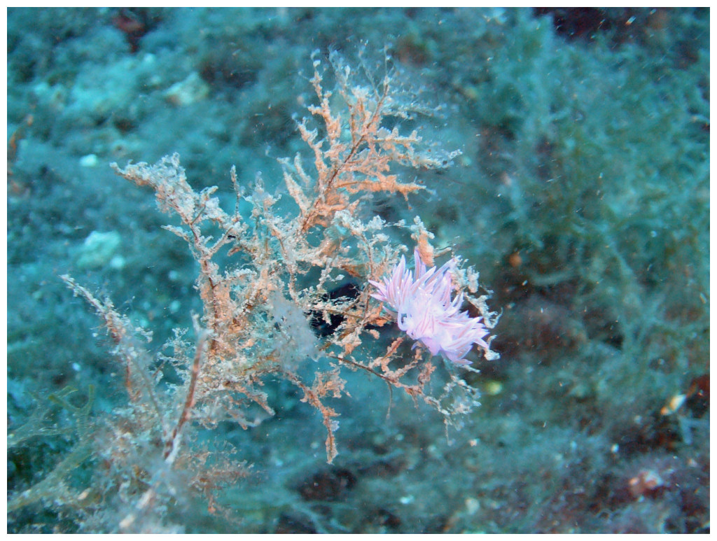 08-08: Flabellina affinis