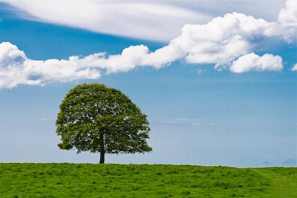 Classical Tree Classic Tree Photo by Cyth0n on DeviantArt