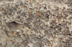 FOSSIL texture or background