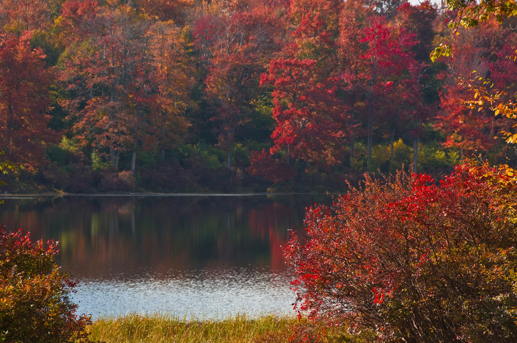 Fall Background