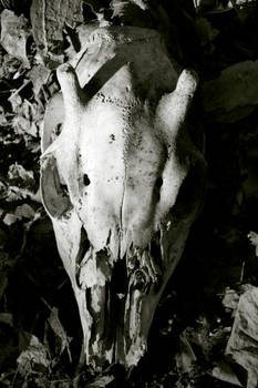 Deer Skull