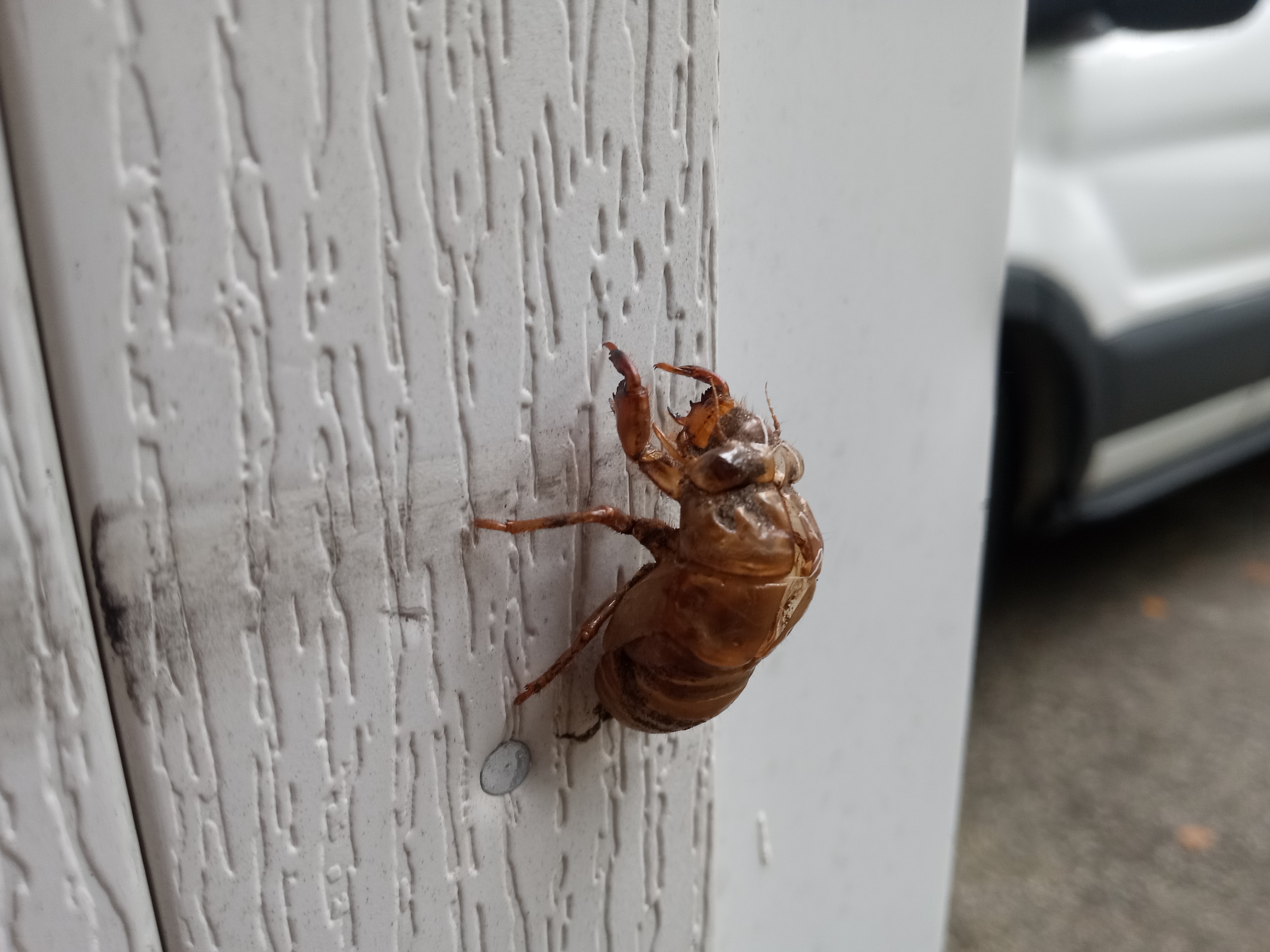 Cicada