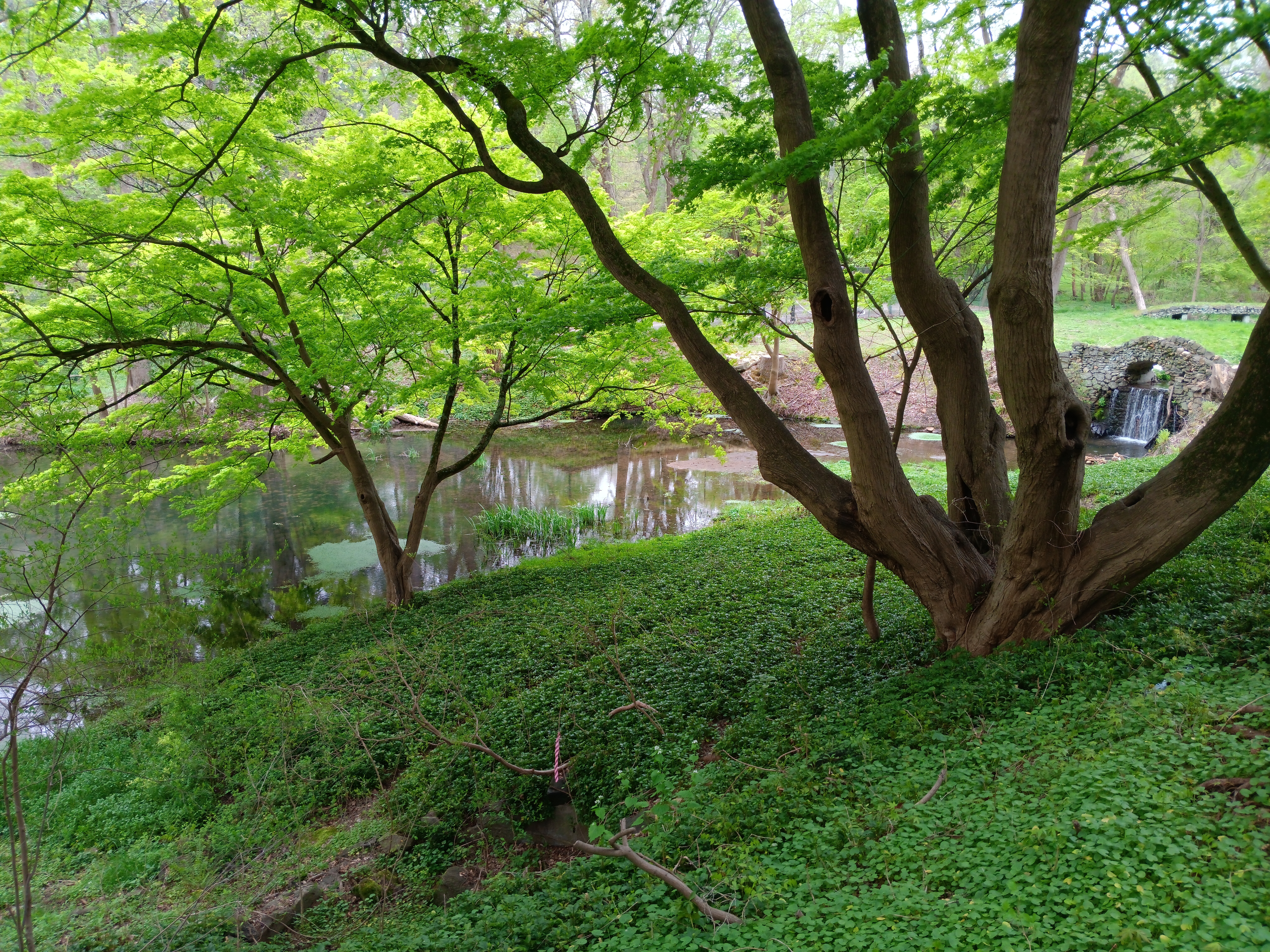 Pond with waterfall