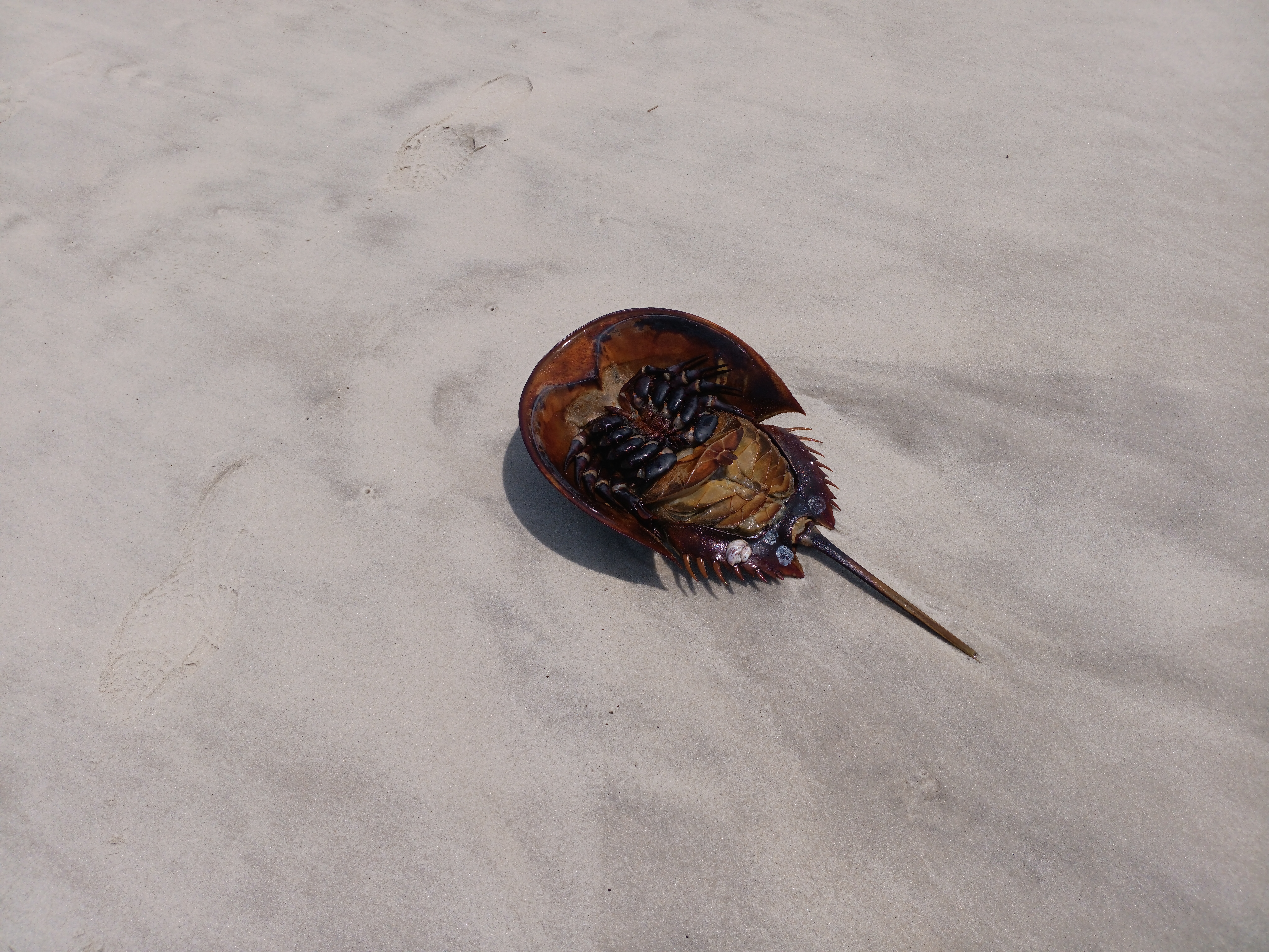 Beach Photo 50