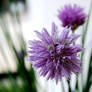 my chive