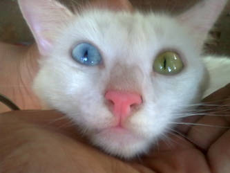 The cat with the green eye