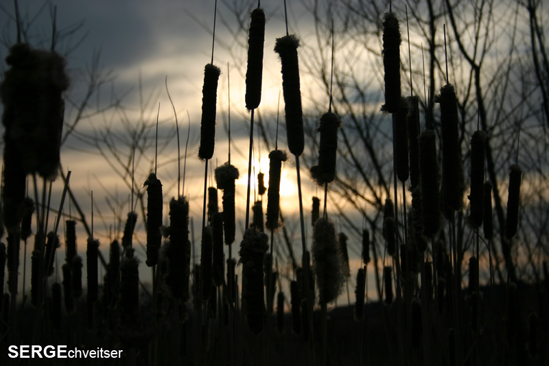 Cat Tails