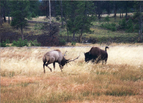 Elk vs Buffalo