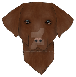 Chocolate Labrador Headshot