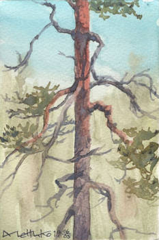 Pine tree sketch, May 6