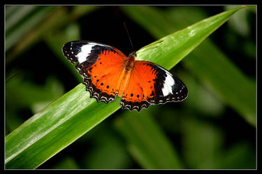 butterflies 2