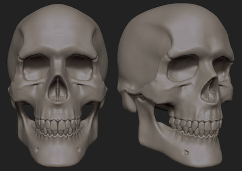 Zbrush 1.5 hour Skull Study by Grimnor