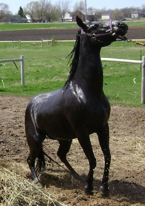 horse57