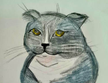 Portrait of My Scottish Fold Cat