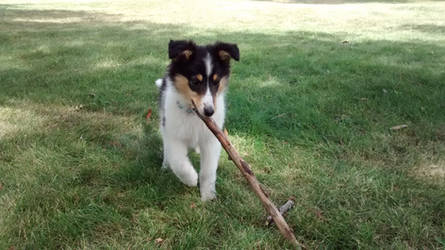 Casey the Collie Pup (2)