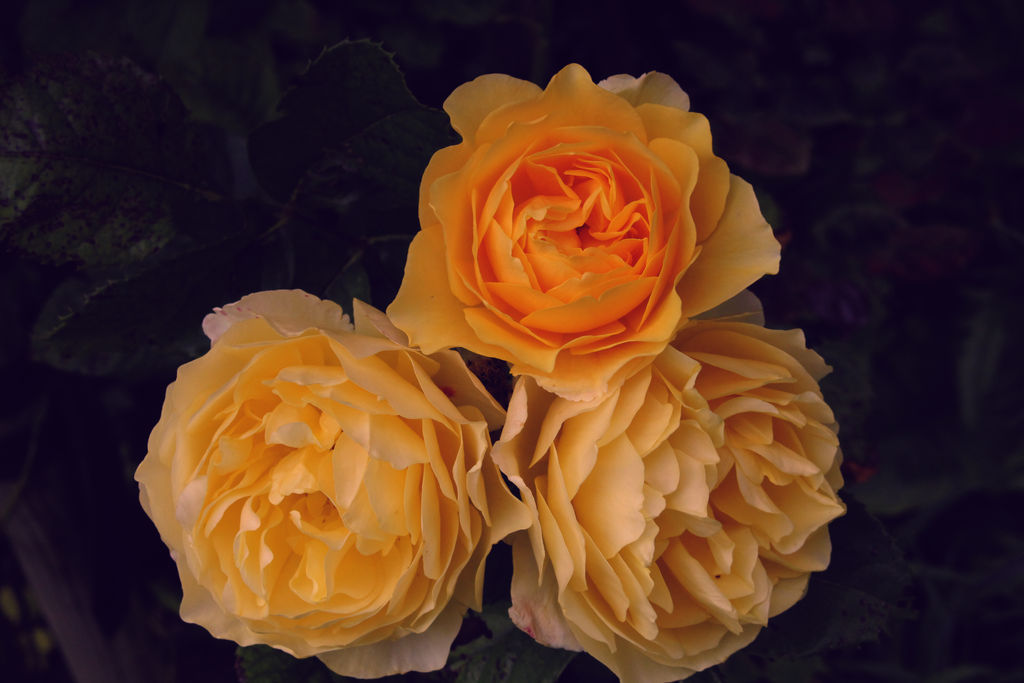 Triple rose by JamesGravell on DeviantArt