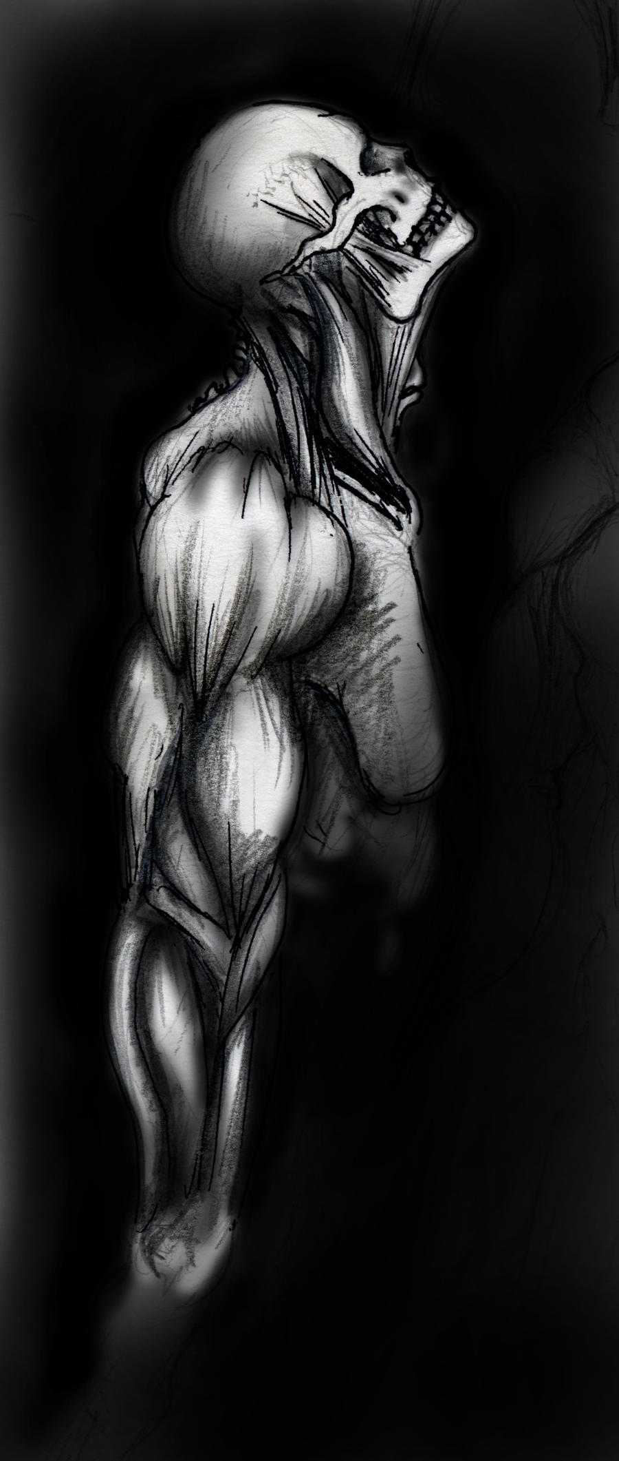 MuscleStudy