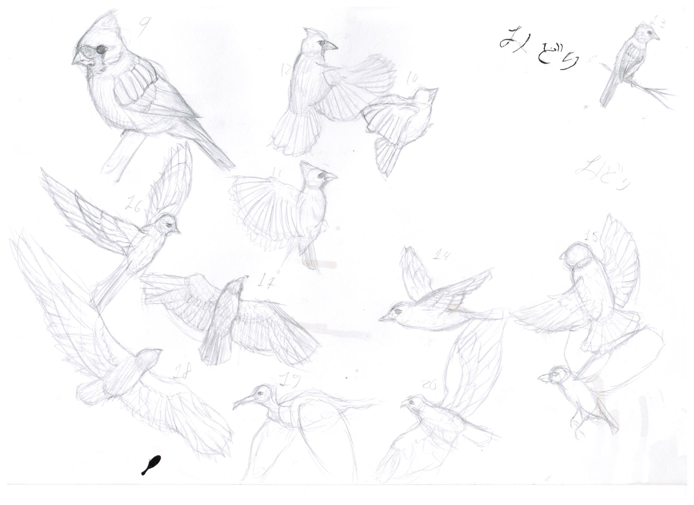 Bird movement practice by sshmdraws on DeviantArt