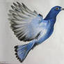 Blue dove