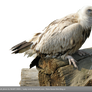 PNG STOCK: Vulture
