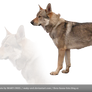 PNG STOCK: Czechoslovakian Wolfdog