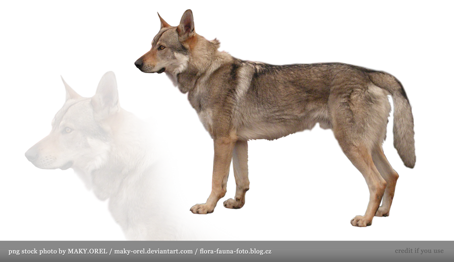 PNG STOCK: Czechoslovakian Wolfdog by MAKY-OREL