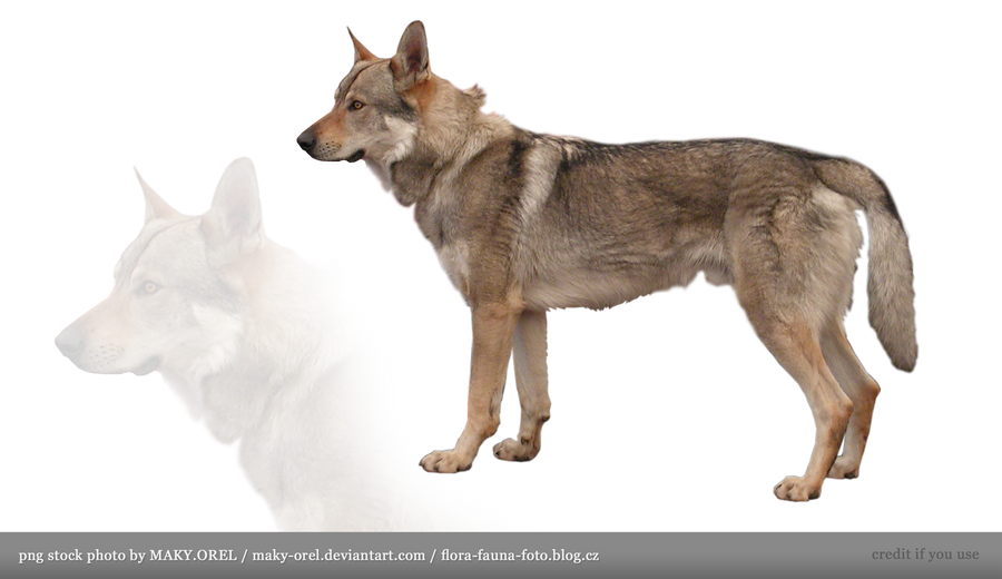 PNG STOCK: Czechoslovakian Wolfdog