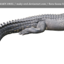 PNG STOCK: Crocodile