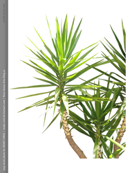 PNG STOCK: Palm tree 2