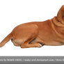 PNG STOCK: Golden dog