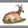 PNG STOCK: Wild sheep female