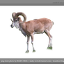 PNG STOCK: Wild sheep male