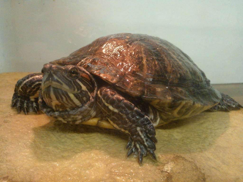 Trachemys scripta elegans 2