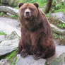 Staring bear