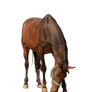 Horse 1